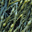 telomit® organic algae capsules - 6 packs - You save 30 €