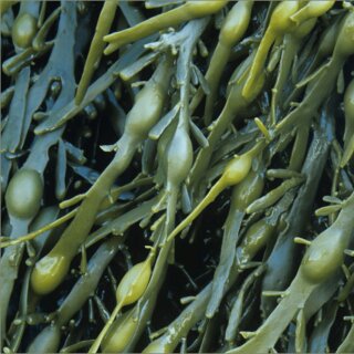 telomit Cpsulas de algas de origen biolgico-orgnico segn el Dr. Probst