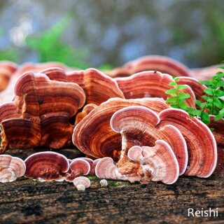 telomit® Organic Vital Mushrooms according to Dr. Probst - normal price