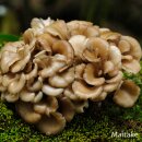 telomit® Organic Vital Mushrooms according to Dr. Probst