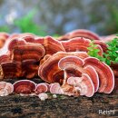 telomit® Organic Vital Mushrooms according to Dr. Probst, 3 packs - You save 10 €
