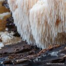 telomit® Bio-Hericium